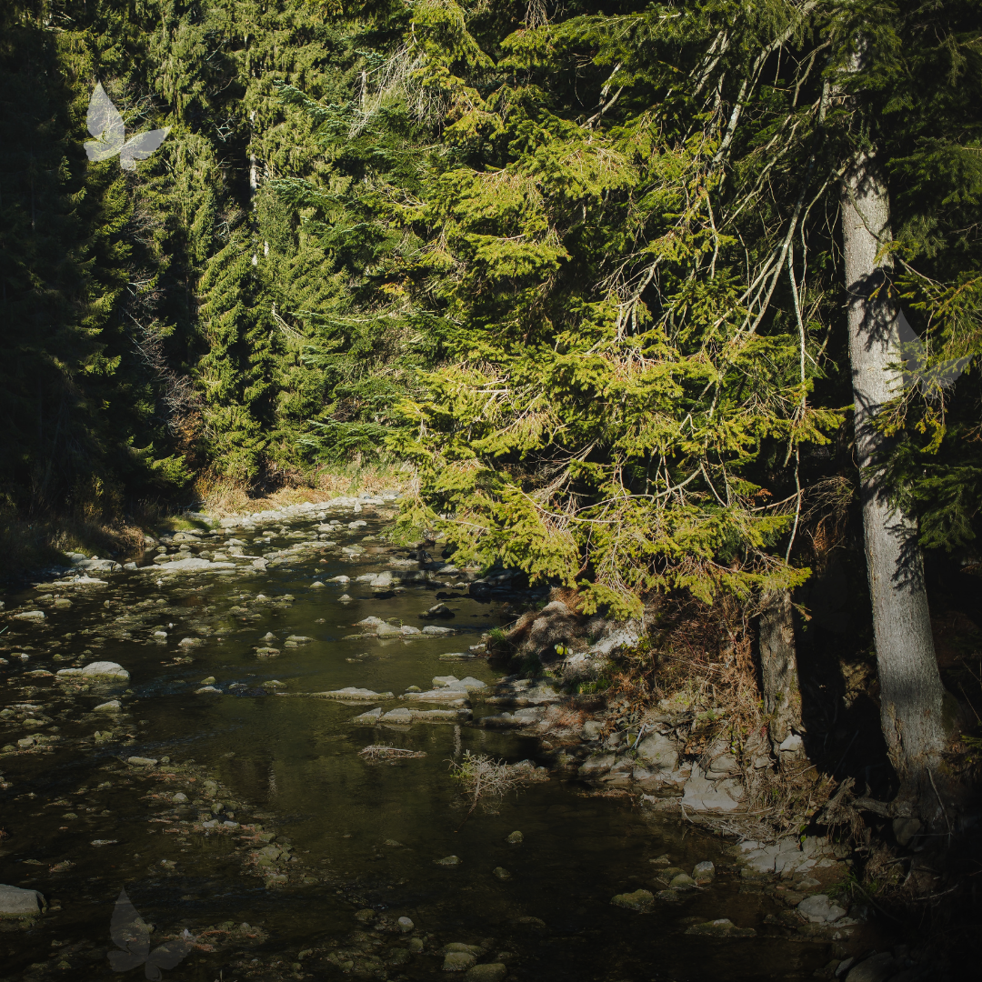 5 formas en las que Confiar invierte en el planeta